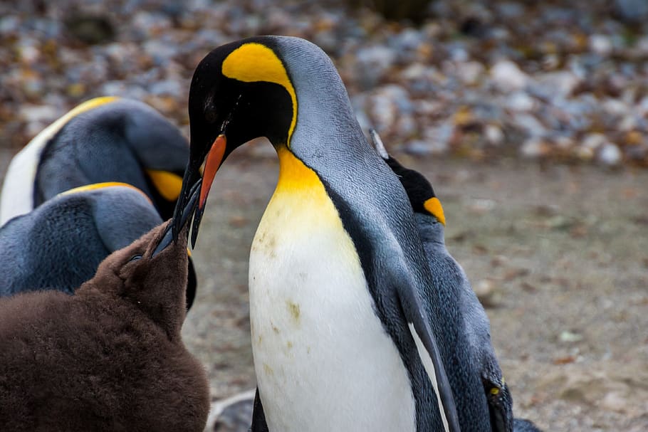 penguin, emperor penguin, pingu, young penguin, baby, parents, HD wallpaper