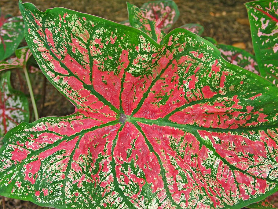 leaves, pattern, foliage, plant, nature, leaf, red, growth HD wallpaper