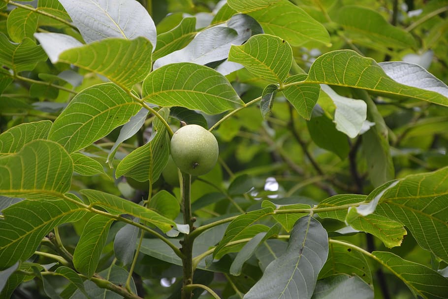 nuts, walnut, fruit, eat, power, harvest, dried fruit, garden HD wallpaper