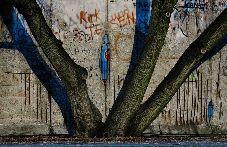 tree branch in front of wall painting, close-up photo of tree mural on wall HD wallpaper