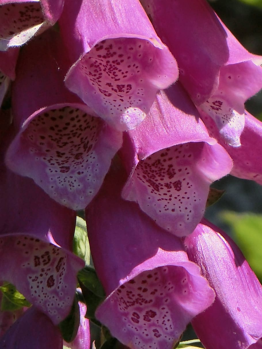 thimble, digitalis, flowers, pink, growth, close-up, plant HD wallpaper