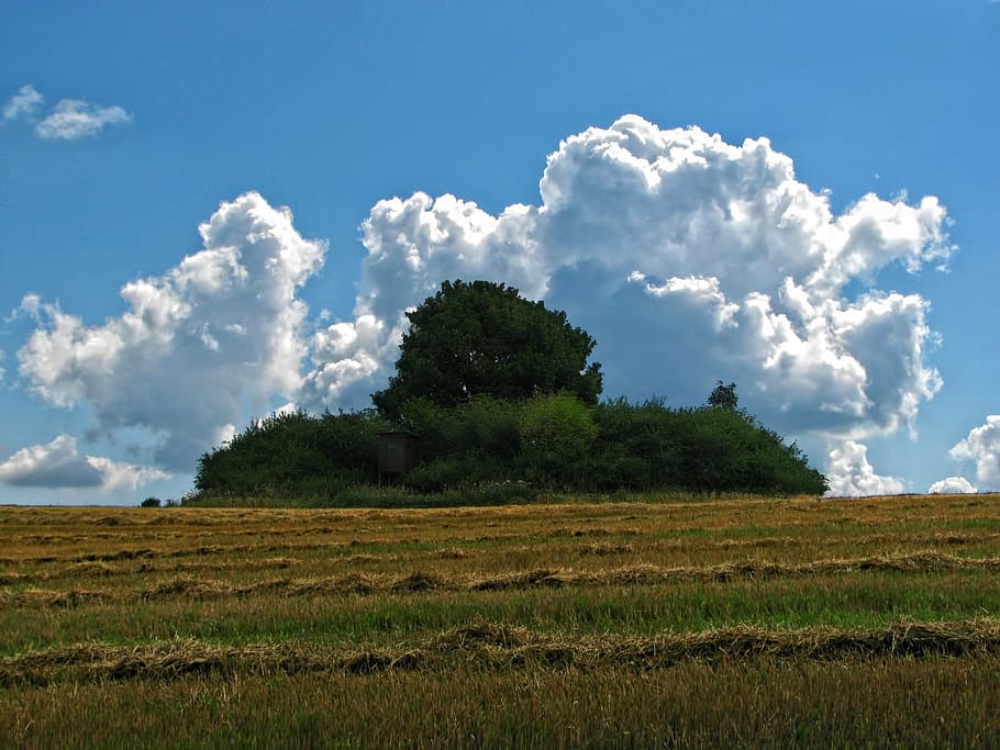 field, sky, clouds, bush, tree, nature, summer, landscape, agriculture HD wallpaper