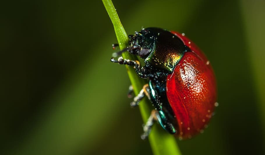 red chafer beetle, nature, no one, insect, living nature, macro HD wallpaper