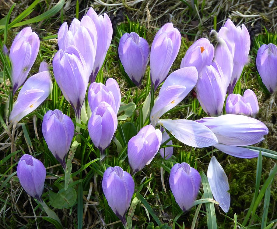 Husum, Spring Flowers, Crocus, spring meadow, purple flower HD wallpaper