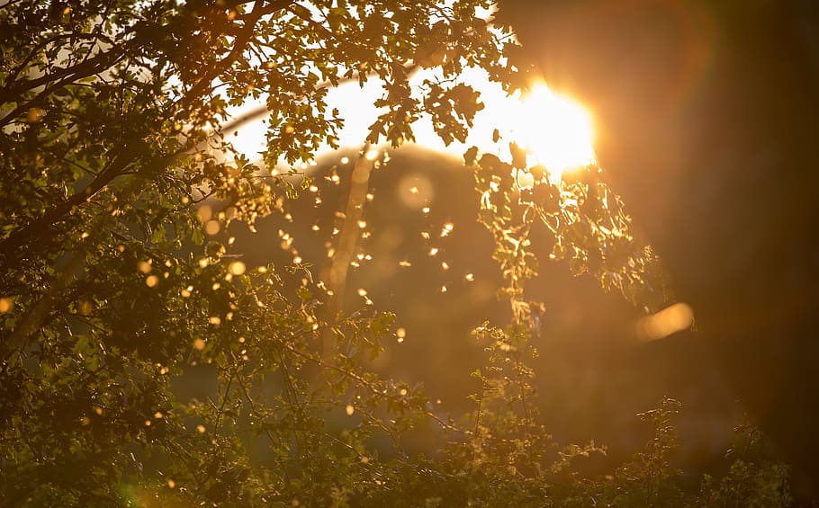 green trees, light, sun, sunset, summer, sunlight, sunny, nature HD wallpaper