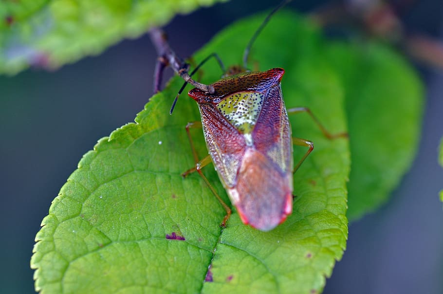 bug, close up, animal, invertebrate, plant part, one animal HD wallpaper