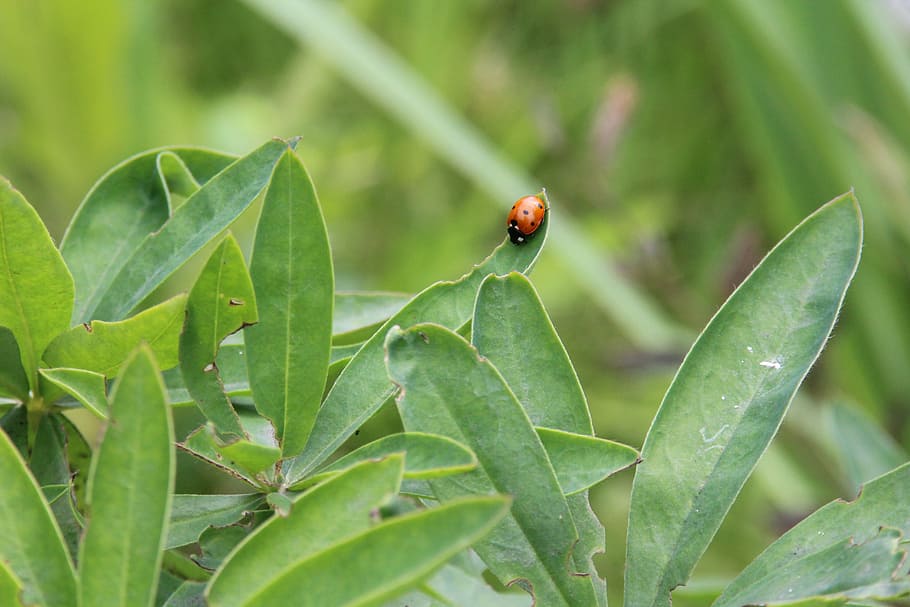 ladybug, plant, nature, beetle, insect, flower, fauna, animal HD wallpaper