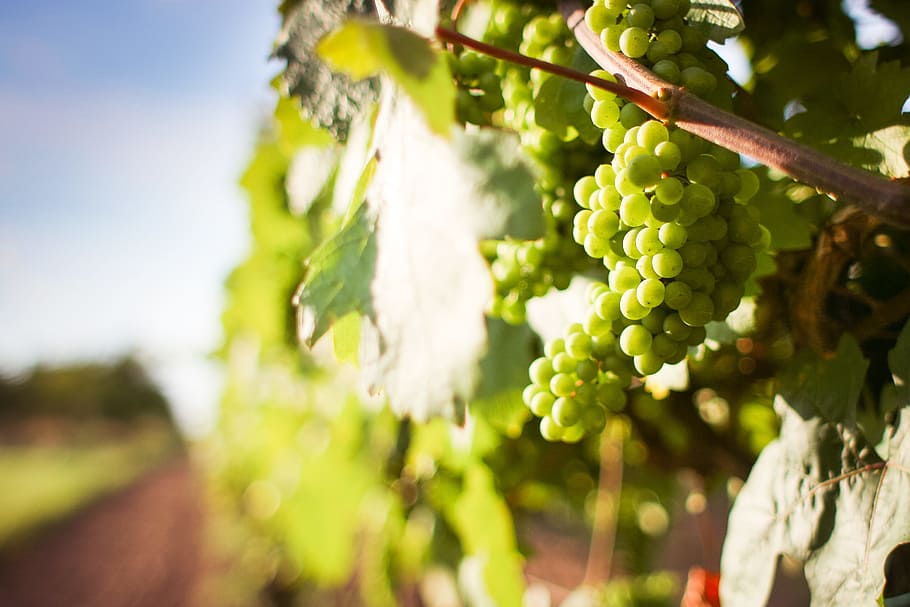 food, nature, branches, agriculture, blur, bunch, close-up, environment HD wallpaper