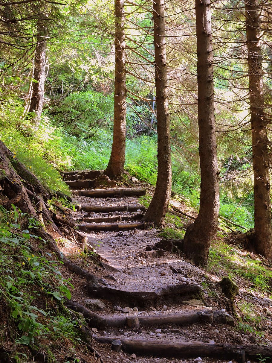 Scale, Trail, Forest, Staircase, Wood, trees, hiking, mountain HD wallpaper