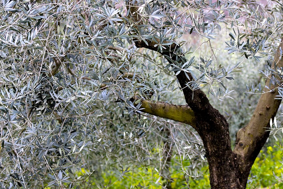 HD wallpaper: olive tree, blossom, nature, spring, bloom, branch