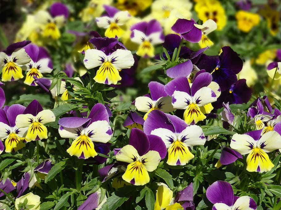 violets, flowers, pridoda, flowering plant, freshness, petal HD wallpaper