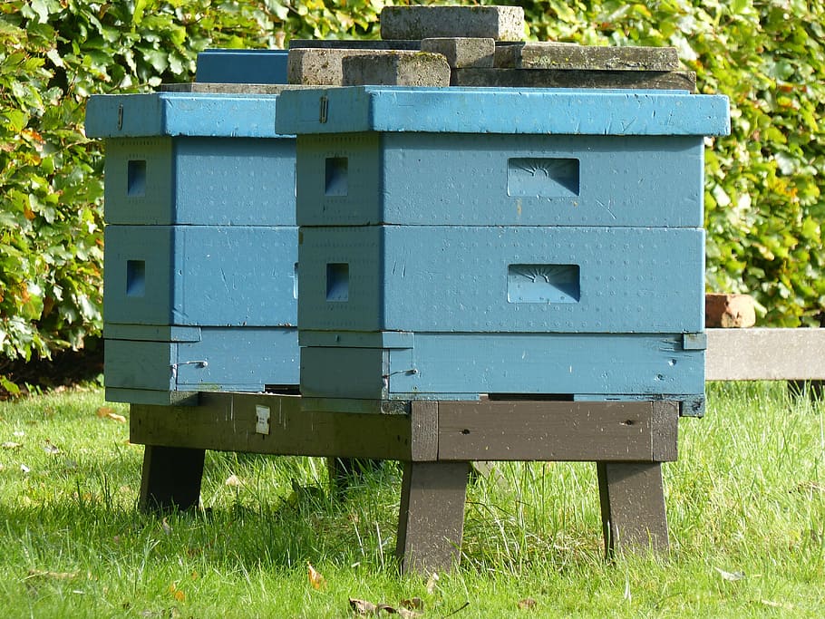 hives, wood, color, lawn, summer, shrubs, beehive, honey, beekeeper, HD wallpaper