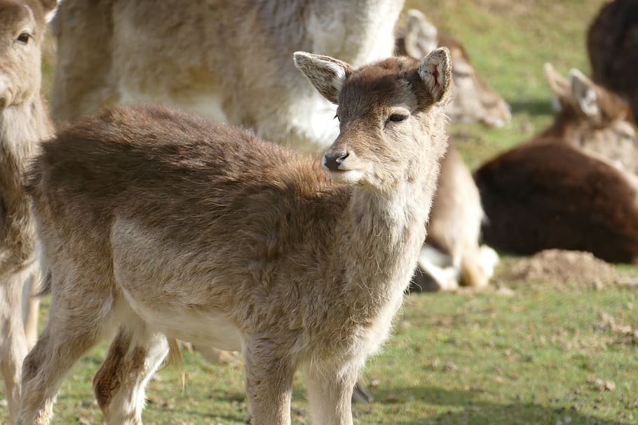 Nature, Animals, Wild, Roe Deer, Kitz, animal themes, livestock HD wallpaper