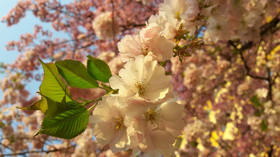 Spring, Nature, Flowers, Bloom, tree, springtime, pink Color HD wallpaper