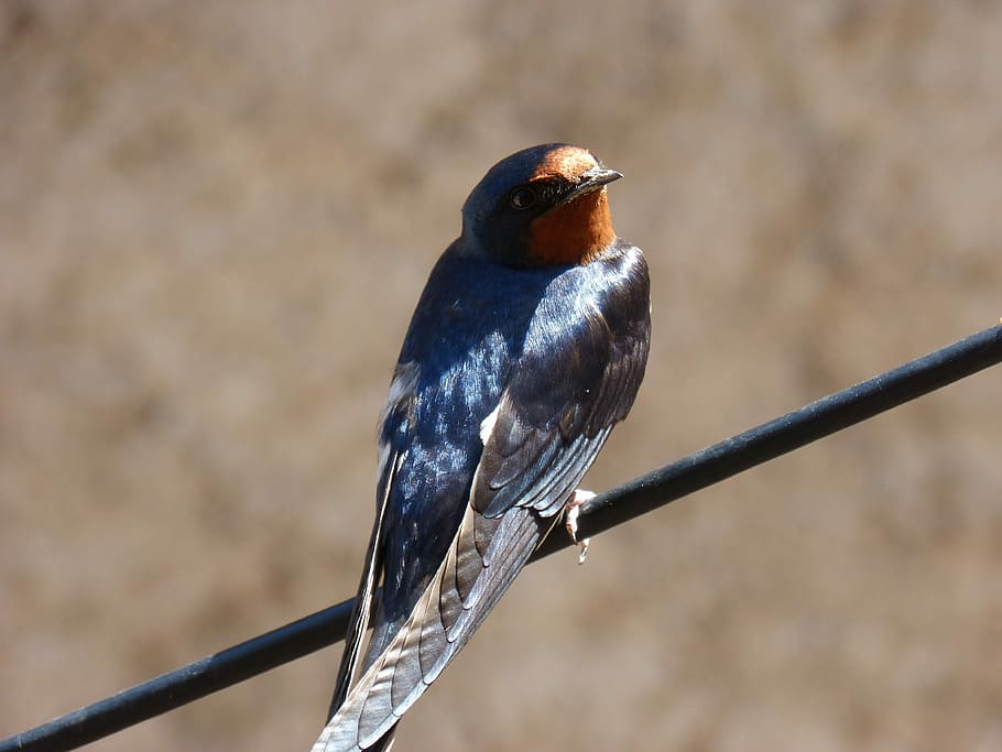 swallow, hirundo rustica, oreneta, cable, shimmering, observe HD wallpaper