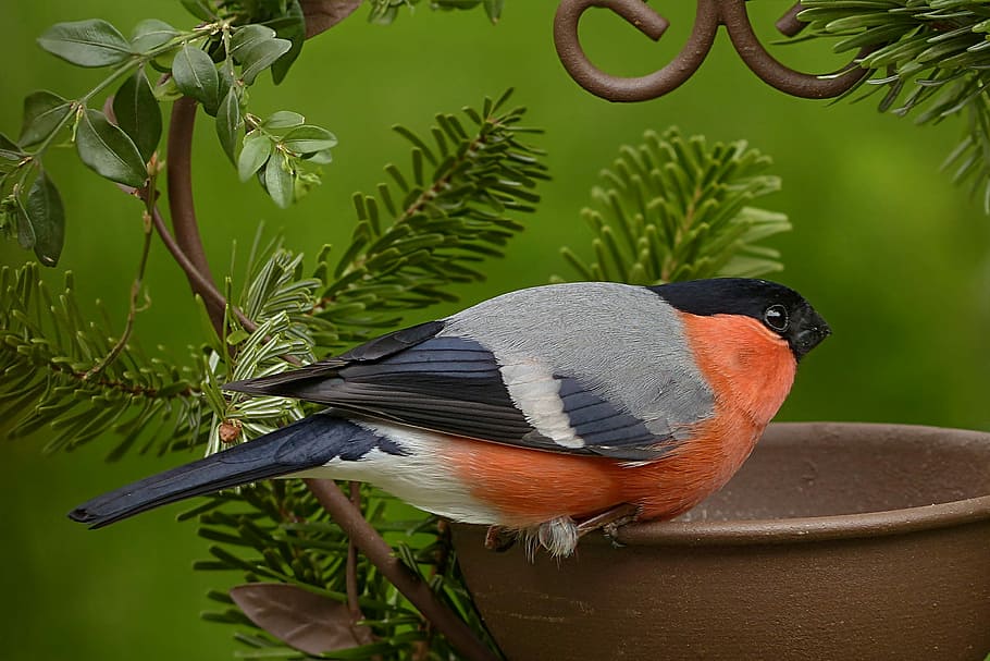 Oriole on brown bowl, animal world, bird, bullfinch, pyrrhula, HD wallpaper