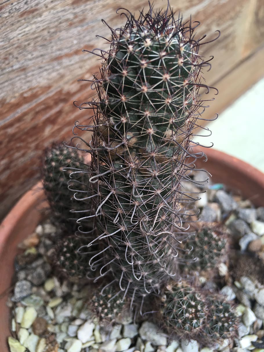 cactus, nature, flora, closeup, sharp, thorn, succulent plant HD wallpaper