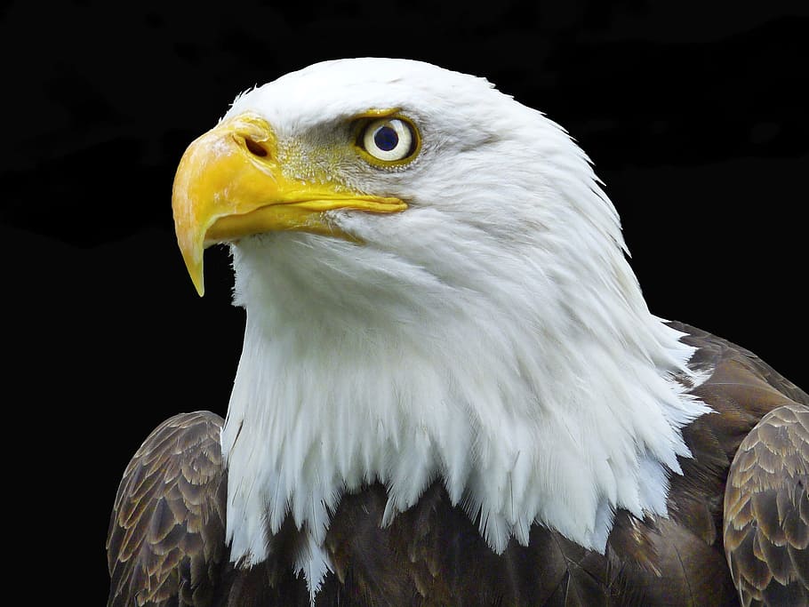 nature, wild, wild bird, eagle, wild animals, wilderness, america HD wallpaper