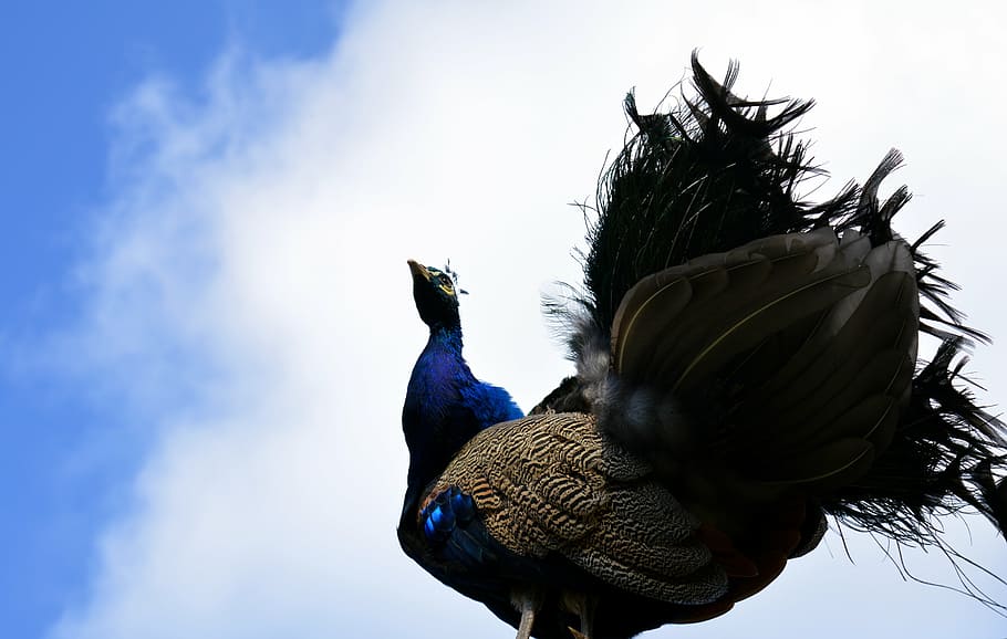 peacock, galliformes, pavo cristatus, bird, ornamental birds