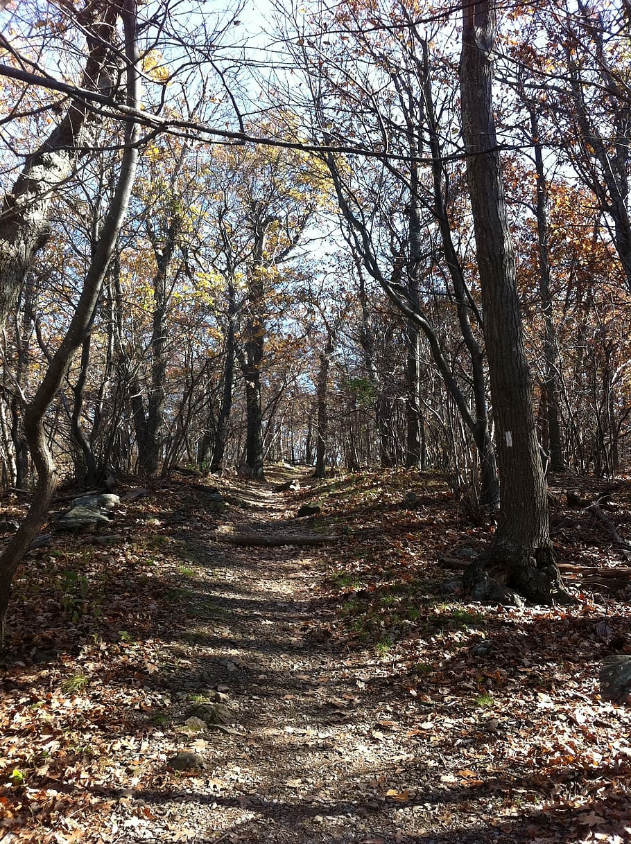 trail, outdoors, autumn, tree, forest, land, plant, tranquility HD wallpaper
