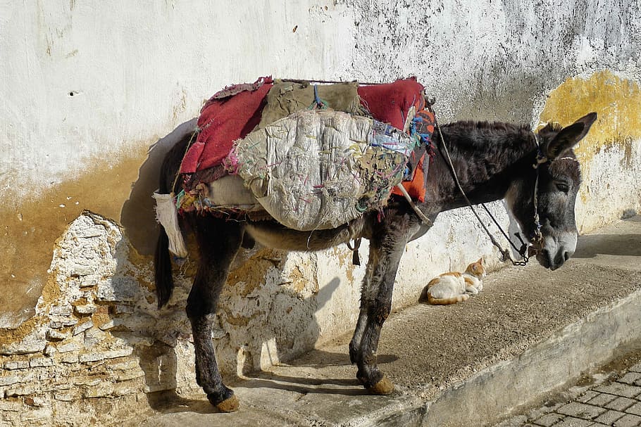 Donkey, Holiday, Morocco, transportation, outdoors, one man only HD wallpaper
