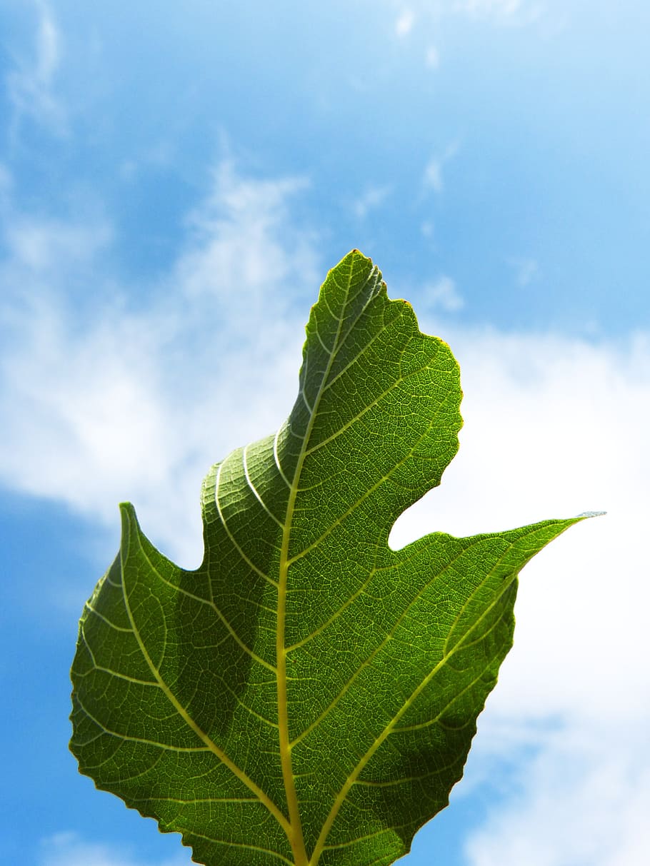 leaf, fig tree, sky, backlight, natural geometry, plant part HD wallpaper