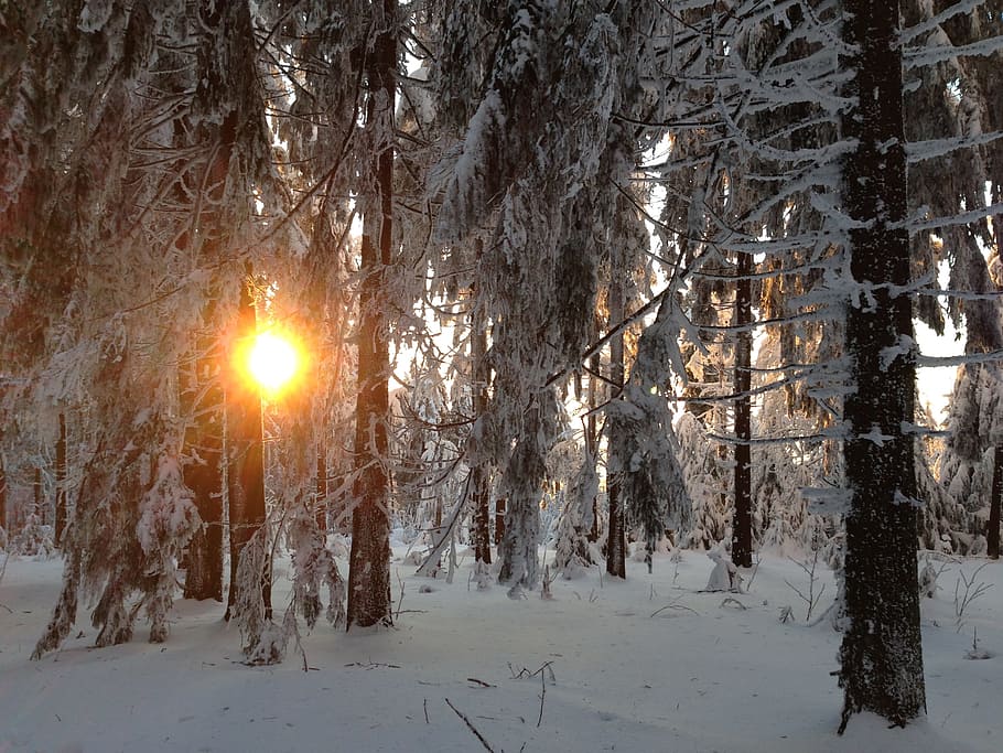 Winter, Forest, Snow, nature, tree, cold - Temperature, outdoors HD wallpaper