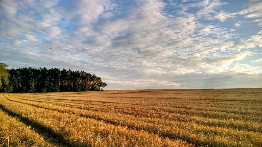 landscape, nature, sky, clouds, agriculture, cereal, countryside HD wallpaper