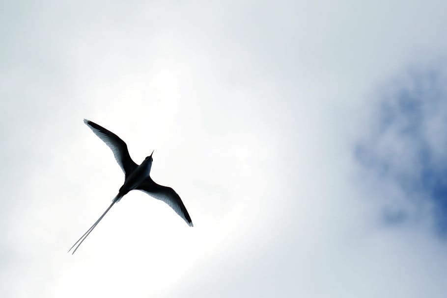 stern, bird, span, seagull, backlit, silhouette, one animal HD wallpaper