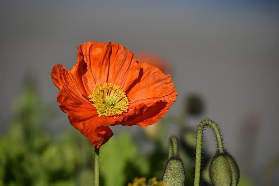 red poppy flower in closeup photography, spring, blossom, bloom HD wallpaper