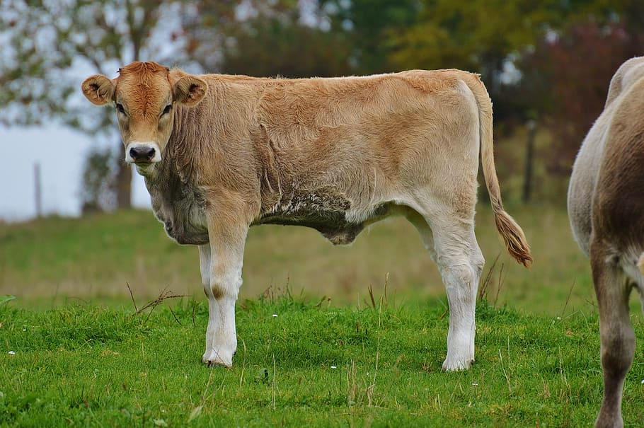 cows, allgäu, cute, ruminant, dairy cattle, pasture, animal HD wallpaper
