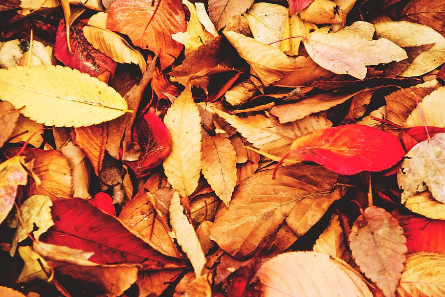 Leaves on the ground with autumn/fall colours, nature, natural, HD wallpaper
