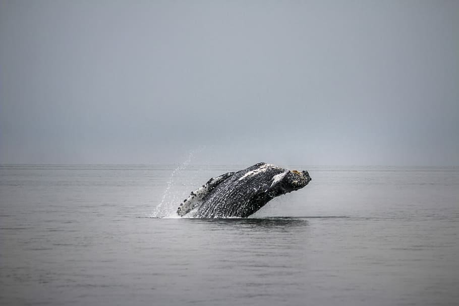 grey and white whale tail in body of water, skipping hunchback whale in body of water at daytime