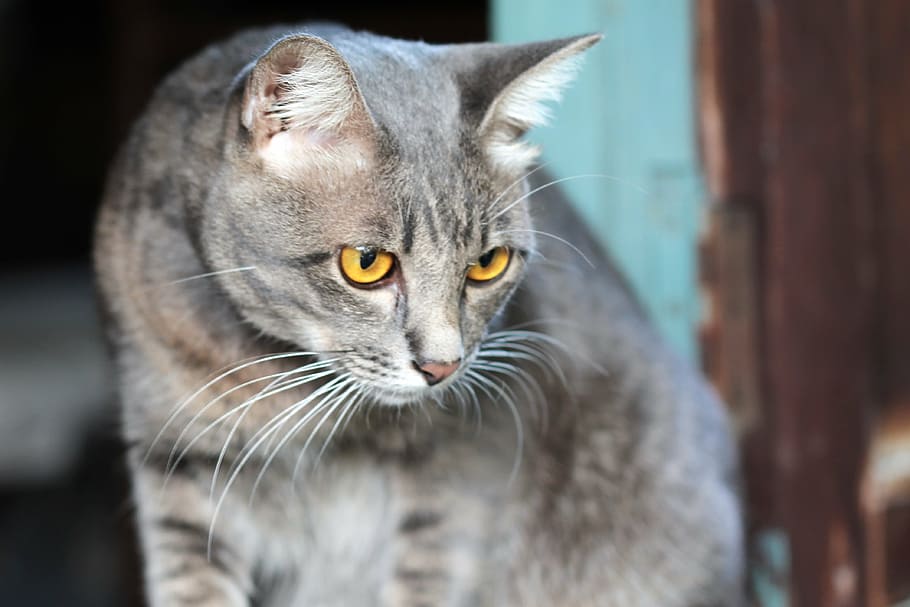 cat, eye, view, gazing, prey, gray, roan, pets, domestic Cat HD wallpaper