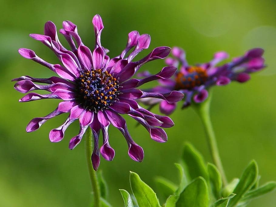 african daisy, flower, nature, flora, beautiful, color, bloom, HD wallpaper