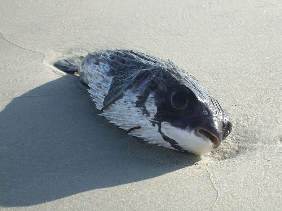 black and white puffer fish washed up on shore, Coast, shore line