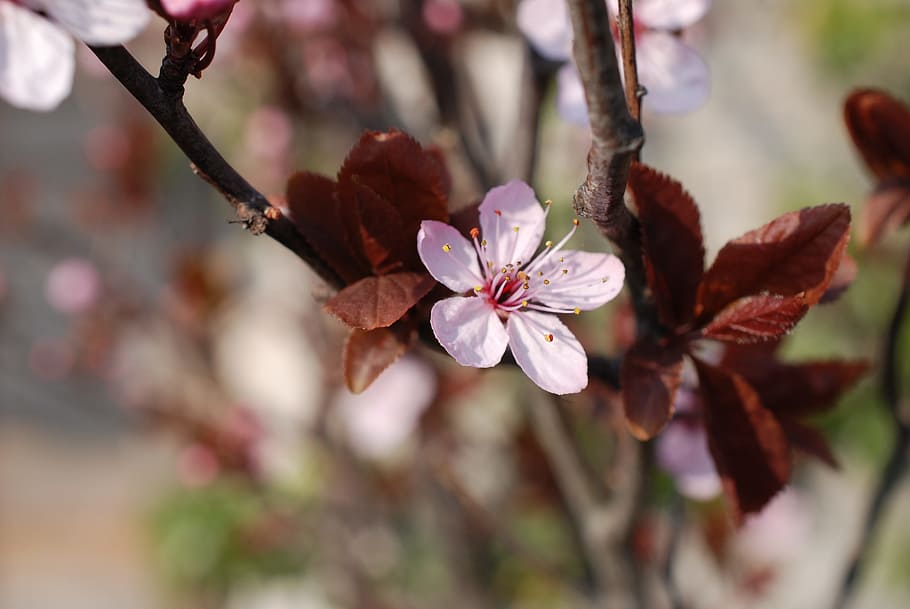 Prunes, Bloom, Blossom, Tree, Tree, Spring, sheet, red, green HD wallpaper
