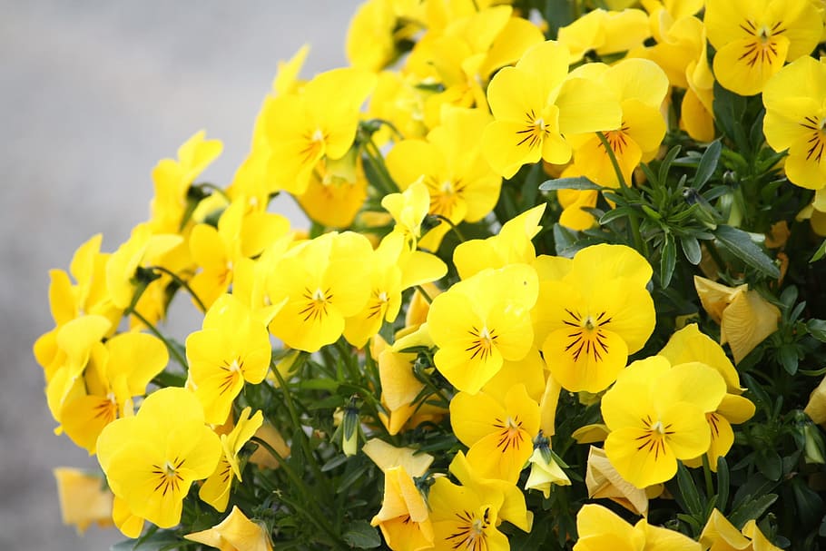 Spring, Flowers, Yellow, fragility, petal, nature, beauty in nature HD wallpaper