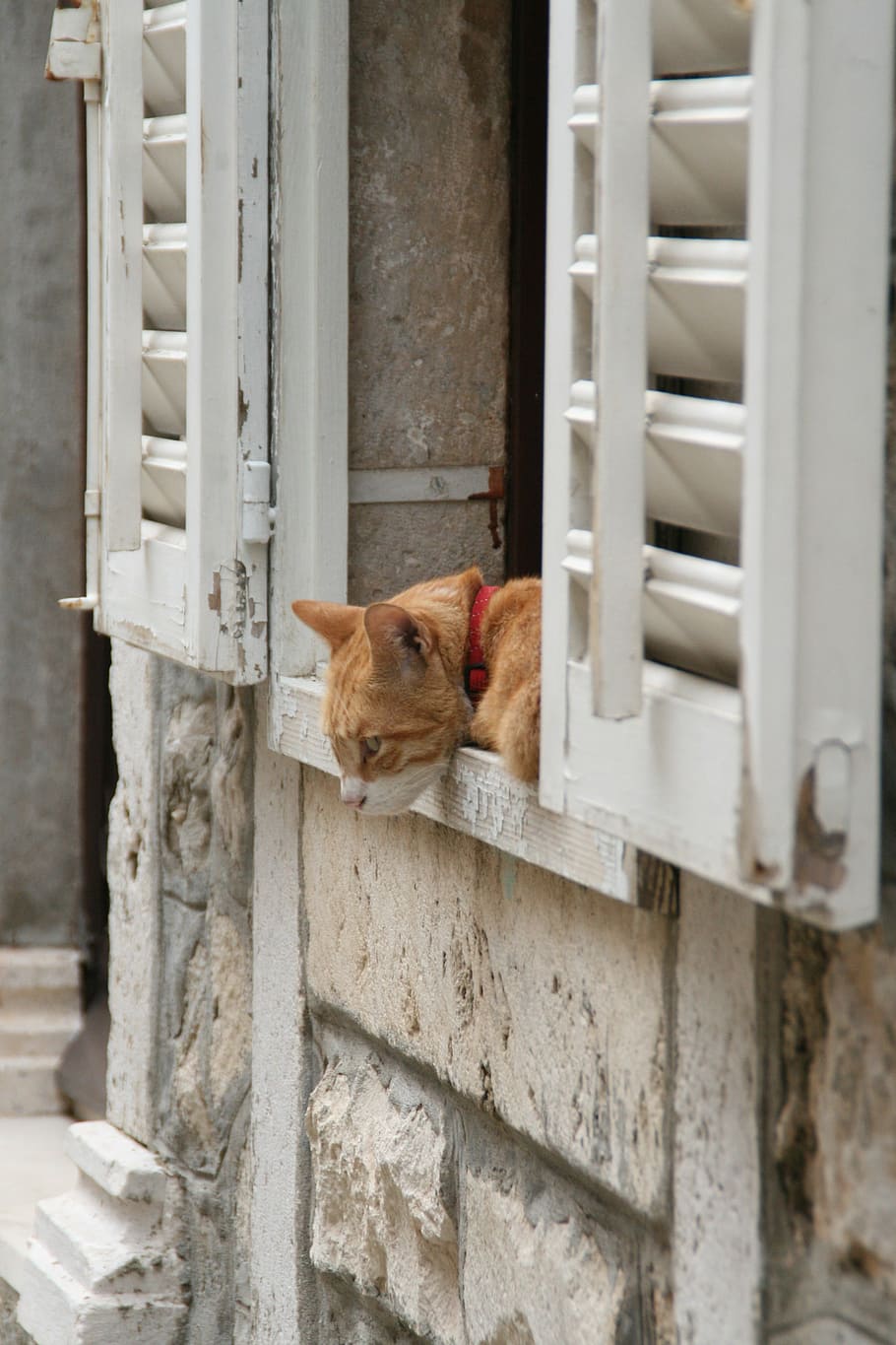 cat, window, curiosity, red fur, lazy, sleeping, pets, feline HD wallpaper