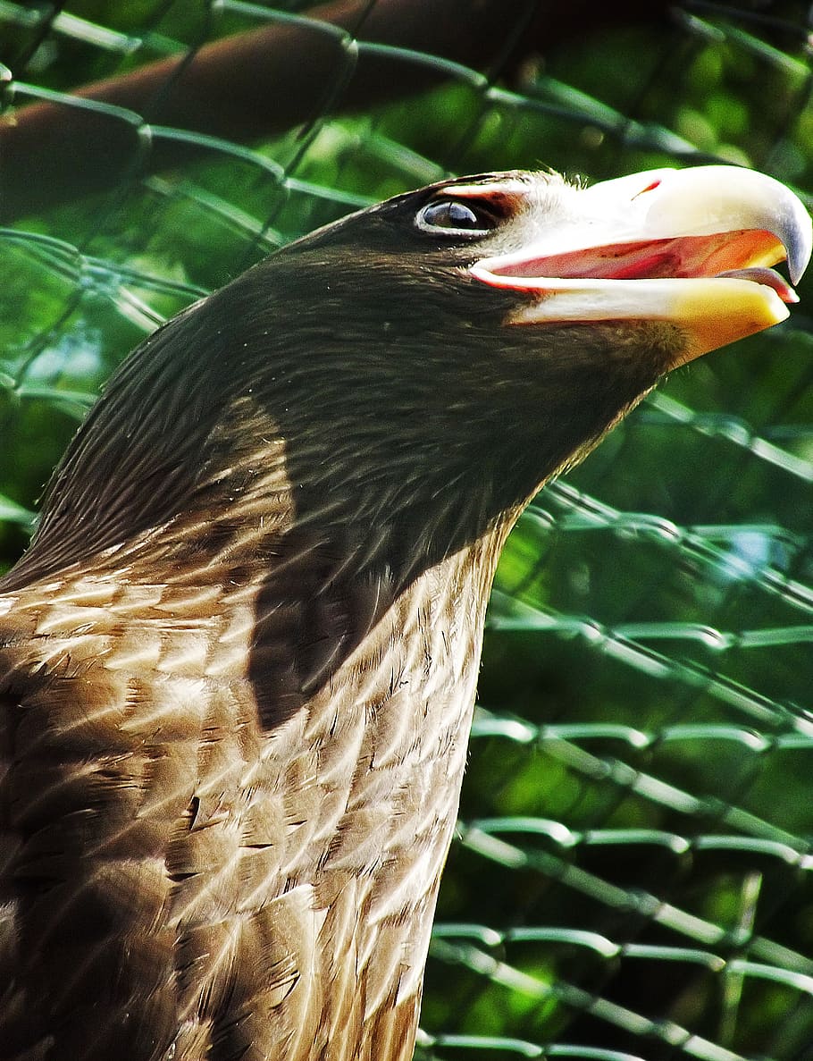 eagle, beak, bird, predator, animal, animal themes, vertebrate HD wallpaper