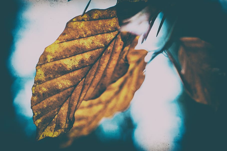macro, sheet, nature, flora, leaf, plant part, close-up, autumn HD wallpaper