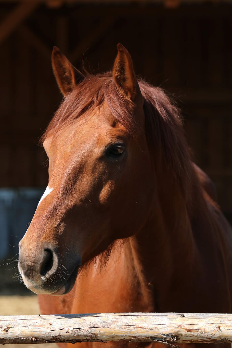 Horse pen. Коричневая лошадь. Бурая лошадь. Светло коричневая лошадь. Красивая коричневая лошадь.