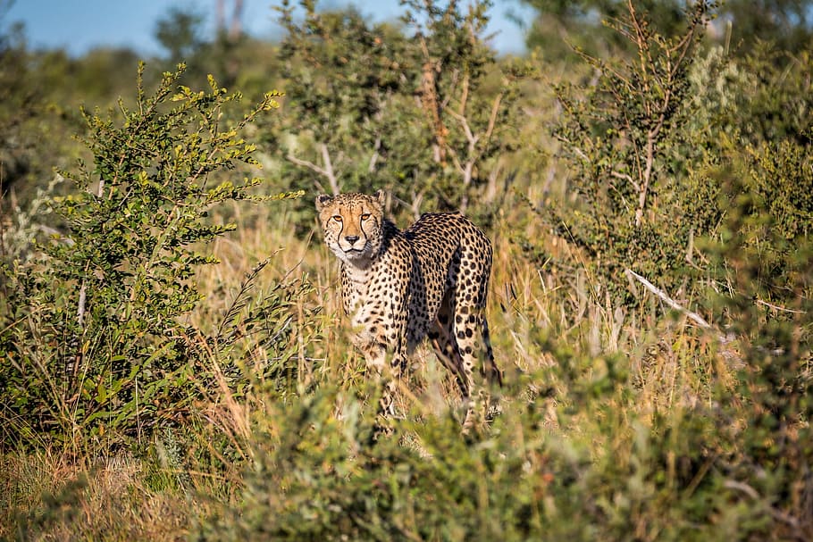 leopard, animal, grass, nature, sunny, day, forest, animal themes HD wallpaper