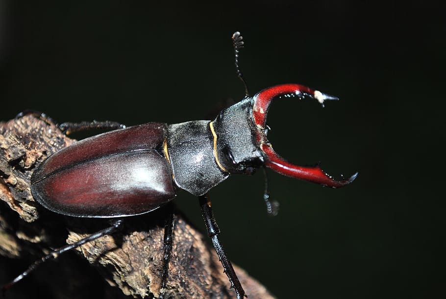 red and brown elephant stag beetle on brown wood branch close-up photo, HD wallpaper