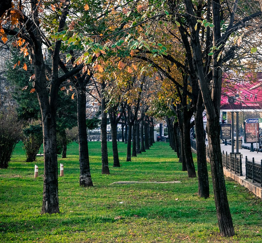 tree, park, fall, leaf, nature, plant, grass, green color, no people HD wallpaper