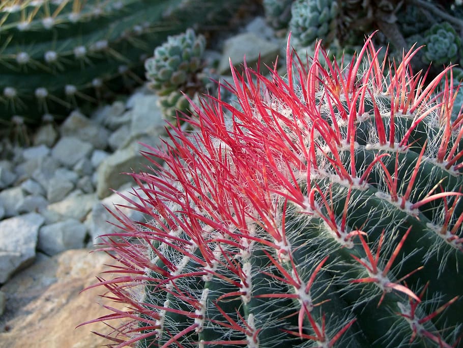 cactus, cactaceae, cactus greenhouse, prickly, red, nature, HD wallpaper
