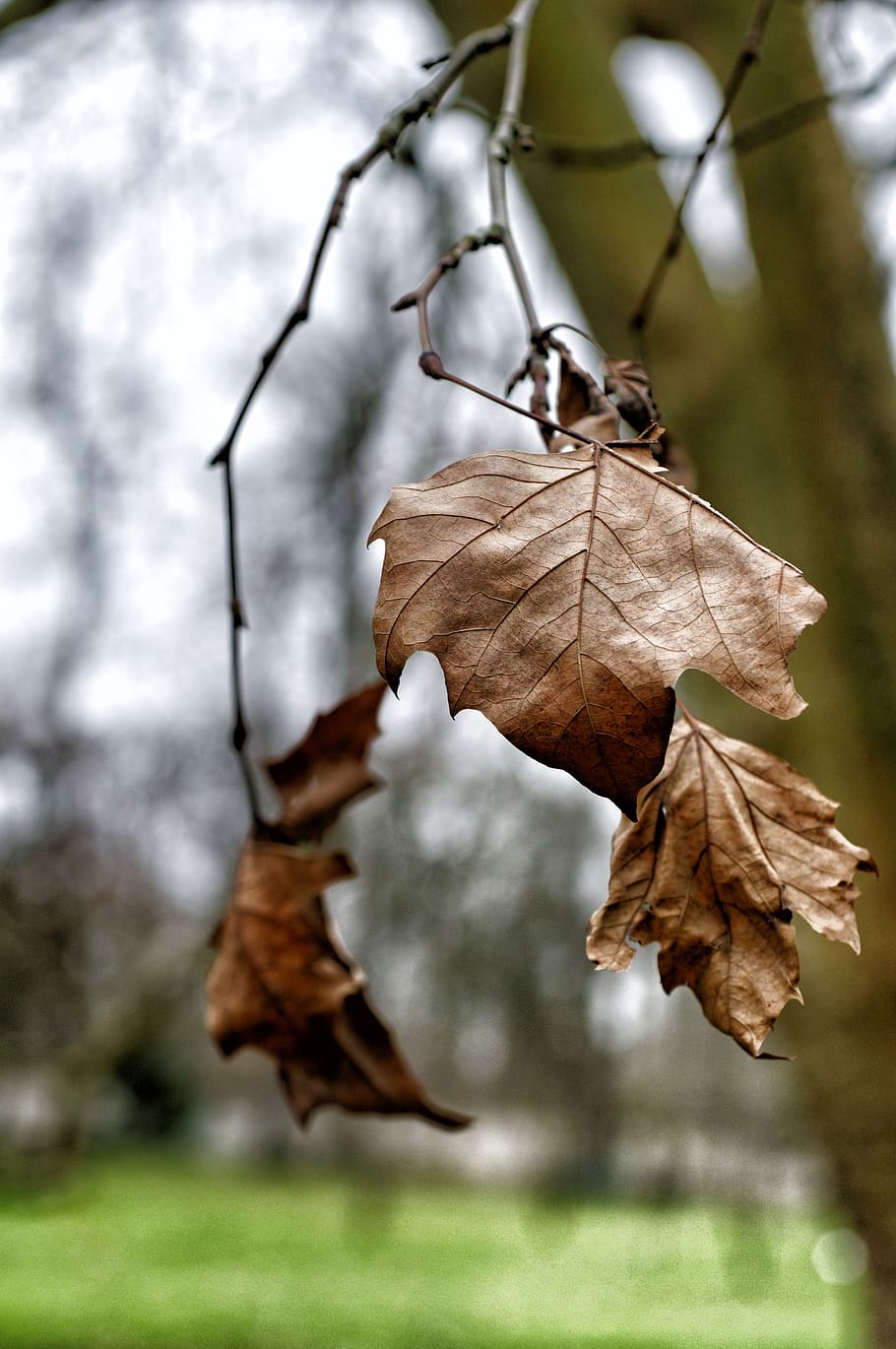 fall, leaf, nature, leaves, autumn leaf, tree leaf, plant part HD wallpaper