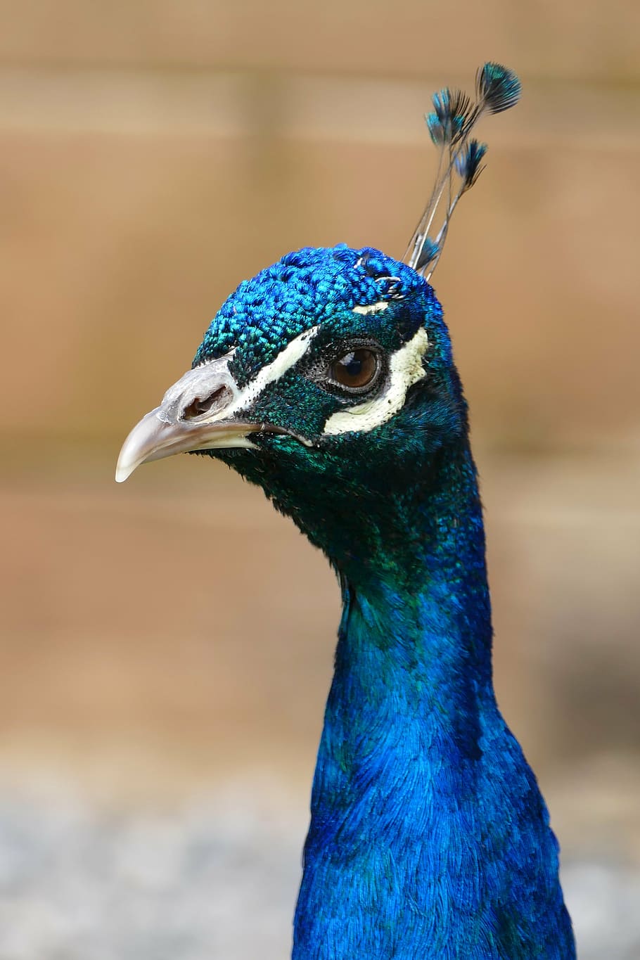 peacock, bird, feather, pattern, nature, animal, tail, colorful HD wallpaper