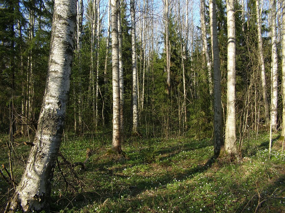 Forest, Trees, Woods, Birch, Green, Wood, environment, natural HD wallpaper