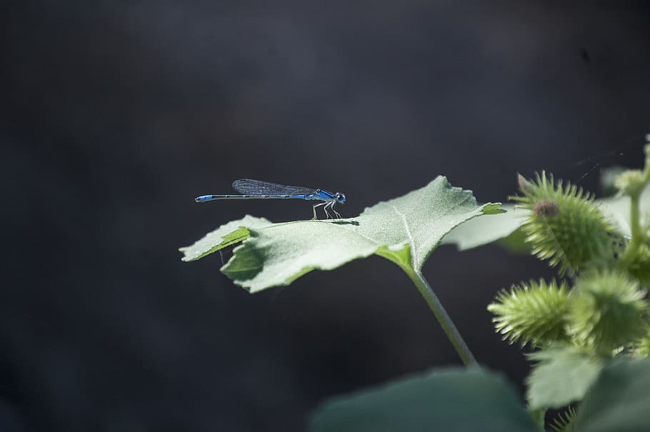 dragonfly, wing, blue, nature, insect, summer, bug, natural HD wallpaper